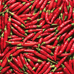 Chili pepper