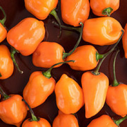 Habanero