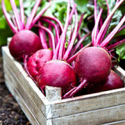 Beet