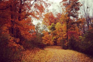 5 Fun Facts You Didn't Know About Fall