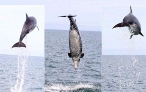Incredible pictures show dolphin leaping 15 feet out of sea - a real jumper in Cardigan Bay