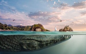 Majestic Sea Animals Bear The Four Biospheres Of Ecuador On Their Backs